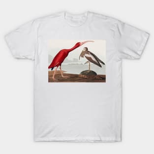 Bird of America  Bird, bird lover, america, beautiful  Public domain painting by John James Audubon T-Shirt